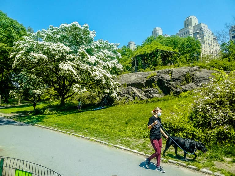 Central Park NYC walking path with blooming trees, rocky outcrop, and skyline buildings in background